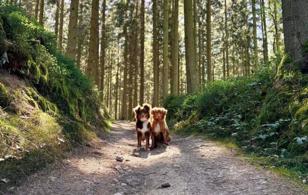 de mooiste wandeling